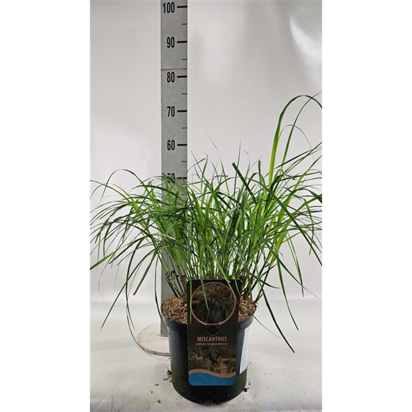 Glansmiskantus – Miscanthus sinensis 'Herman Mussel' - C5